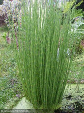 EQUISETUM FLUVIATILE